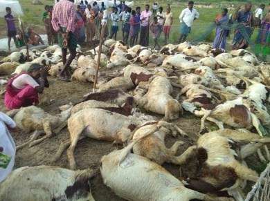 UP-63-sheep-death-under-mysterious-circumstances-in-Badaun