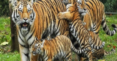 Resettlement of tigers in MP
