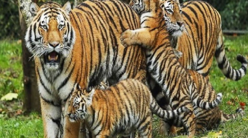 Resettlement of tigers in MP