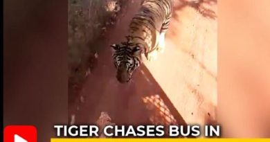 tiger chases bus in chhattisgrah raipur