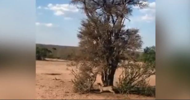 Cheetah climbed on tree to attack monkey, jumped in the air and hit swoop, see full video