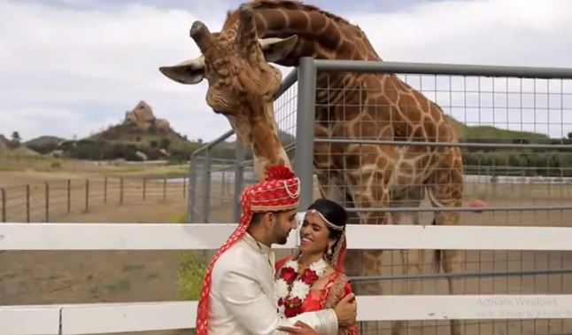 Giraffe Tries To Steal Groom's Turban During Wedding Photoshoot