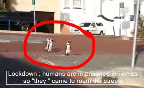 Auckland Lockdown - humans are imprisoned in homes so they came to roam the streets