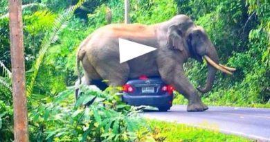 Thailand Khao Yai National Park elephant attempts to sit on moving car Viral Vid