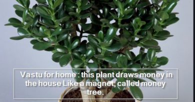 Vastu for home - this plant draws money in the house Like a magnet, called money tree.