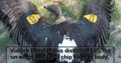Vulture found in this district of UP, tag on wings and GPS chip fitted in body, crowd gathered
