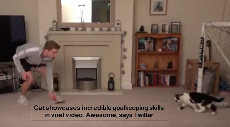 Cat showcases incredible goalkeeping skills in viral video. Awesome, says Twitte