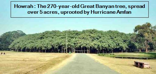 Howrah - The 270-year-old Great Banyan tree, spread over 5 acres, uprooted by Hurricane Amfan
