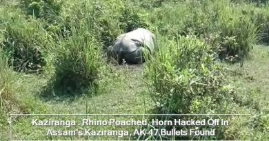 Kaziranga - Rhino Poached, Horn Hacked Off In Assam's Kaziranga, AK-47 Bullets Found