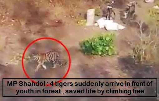 MP Shahdol - 4 tigers suddenly arrive in front of youth in forest , saved life by climbing tree