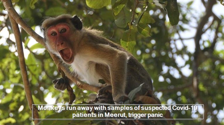 Monkeys run away with samples of suspected Covid-19 patients in Meerut, trigger panic