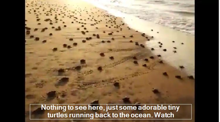 Nothing to see here, just some adorable tiny turtles running back to the ocean. Watch