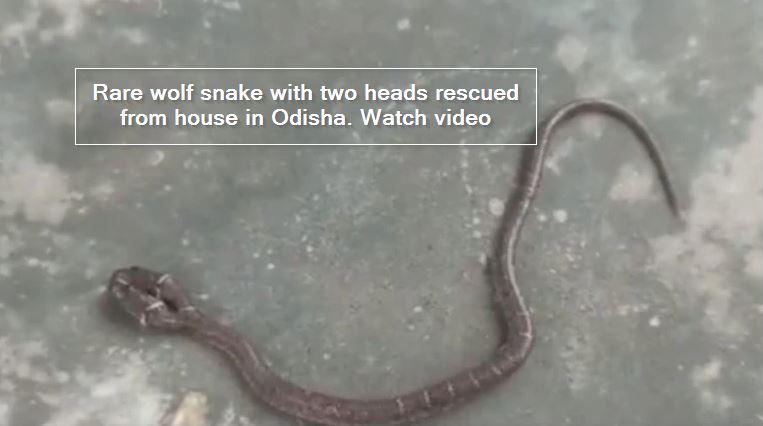 Rare wolf snake with two heads rescued from house in Odisha. Watch video