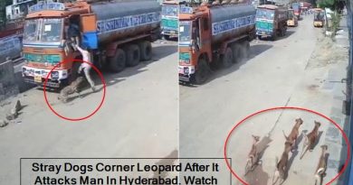 Stray Dogs Corner Leopard After It Attacks Man In Hyderabad. Watch