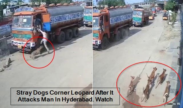 Stray Dogs Corner Leopard After It Attacks Man In Hyderabad. Watch