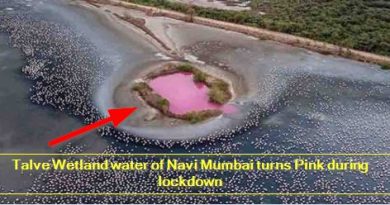 Talve Wetland water of Navi Mumbai turns Pink during lockdown