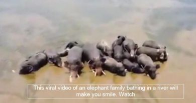 This viral video of an elephant family bathing in a river will make you smile. Watch