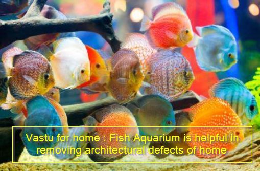 Vastu for home -Fish Aquarium is helpful in removing architectural defects of home