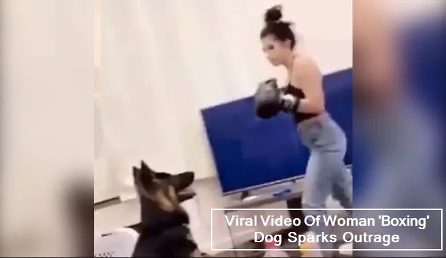 Viral Video Of Woman 'Boxing' Dog Sparks Outrage