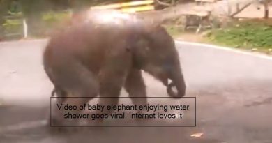 viral video - Video of baby elephant enjoying water shower goes viral. Internet loves it - Tre