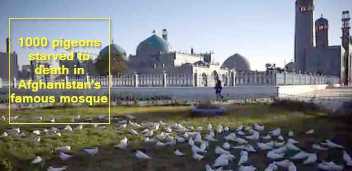 1000 pigeons starved to death in Afghanistan's famous mosque