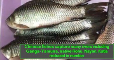 Chinese fishes capture many rivers including Ganga-Yamuna, native Rohu, Nayan, Katla reduced in number