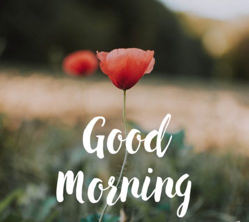 Good-Morning-poppy-flower-