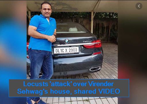 Locusts 'attack' over Virender Sehwag's house, shared VIDEO