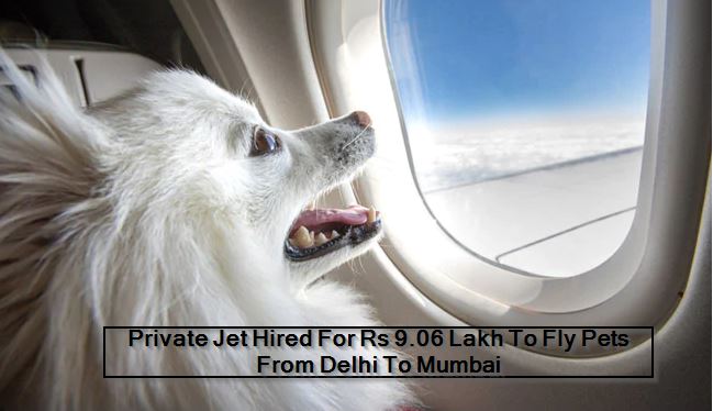 Private Jet Hired For Rs 9.06 Lakh To Fly Pets From Delhi To Mumbai