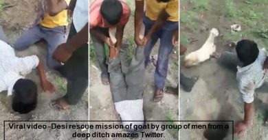 Viral video -Desi rescue mission of goat by group of men from a deep ditch amazes Twitter.