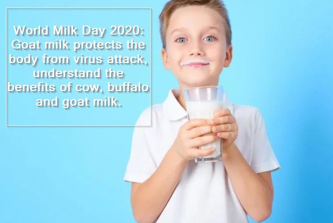 World Milk Day 2020 - Goat milk protects the body from virus attack, understand the benefits of cow, buffalo and goat milk.