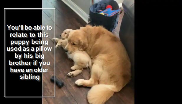 You’ll be able to relate to this puppy being used as a pillow by his big brother if you have an older sibling