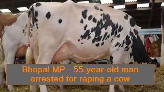Bhopal MP - 55-year-old man arrested for raping a cow