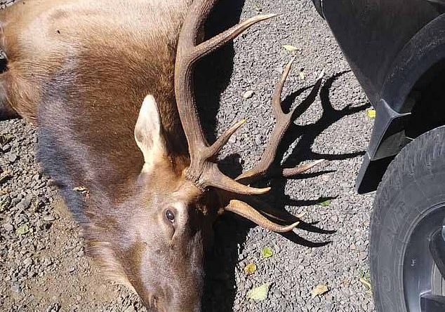Mark David, 66, was gored to death by an elk (pictured) in Trask Road area, Tillamook County on Sunday morning. The elk was killed following the incident