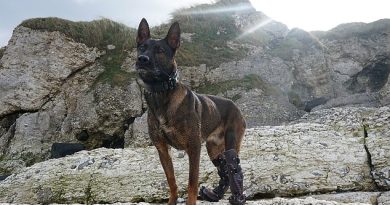 Kuno, a Belgian shepherd malinois, was shot several times during the operation at the heavily- fortified terrorist base