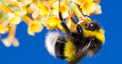 Bumblebees in cities are about four per cent bigger and more hard-working than those living in the countryside, according to a study