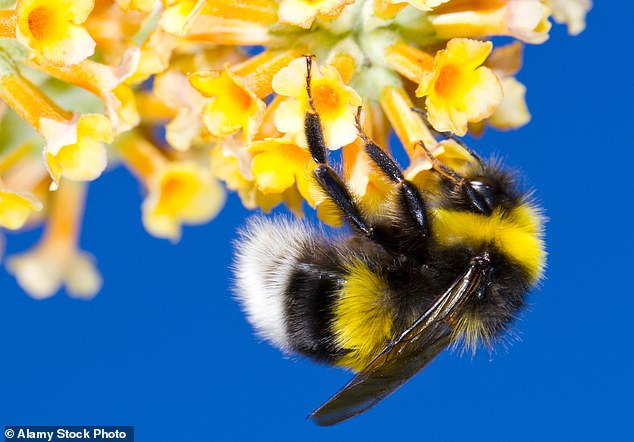 Bumblebees in cities are about four per cent bigger and more hard-working than those living in the countryside, according to a study