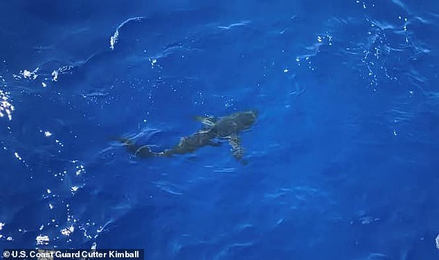 A Coast Guard Watch opened fire on an eight foot shark (pictured) when it attacked 40 crew members enjoying a swim call in the Pacific
