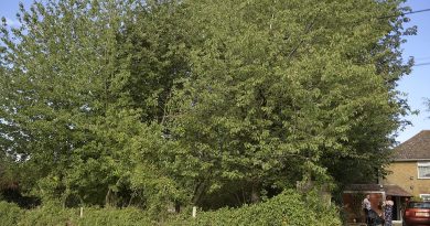 The trees on the boundary of the home of MP Helen Whately near Faversham in Kent are pictured