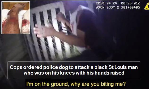 Cops ordered police dog to attack a black St Louis man who was on his knees with his hands raised
