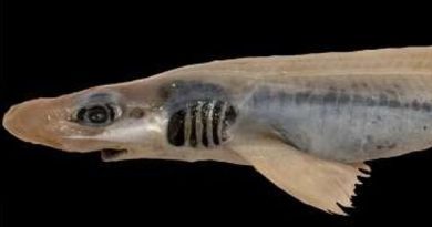 Commercial fishers uncovered a first-of-its-kind discovery while trawling waters in Sardinia - a skinless, toothless shark
