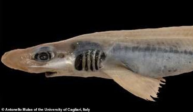 Commercial fishers uncovered a first-of-its-kind discovery while trawling waters in Sardinia - a skinless, toothless shark