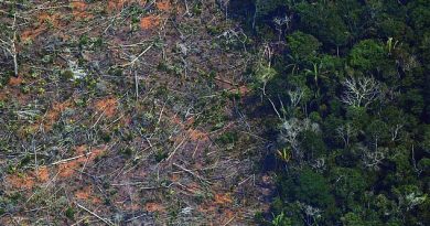 Conservationists have warned that deforestation could lead to more pandemics, as it is providing a