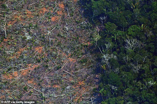 Conservationists have warned that deforestation could lead to more pandemics, as it is providing a