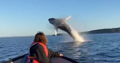 Sarah Russell, who had been fishing with her father Sean  at Conception Bay in Newfoundland at around 6am on August 23, watches in awe as the humpback whale leaps from the water