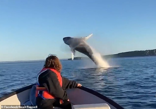 Sarah Russell, who had been fishing with her father Sean  at Conception Bay in Newfoundland at around 6am on August 23, watches in awe as the humpback whale leaps from the water