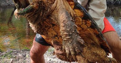 A 100-pound male Suwannee alligator snapping turtle being returned its habitat. Conservationists with the Florida Fish and Wildlife Conservation Commission found the reptile, along with two others, in hoop net traps laid in the New River, north of Gainesville