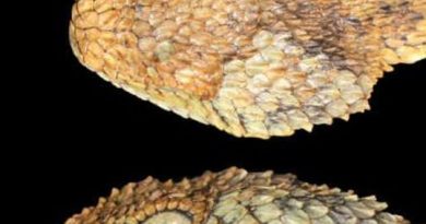 Researchers say the African Bush Viper boasts a triangular-shaped head and a dragon-like experience that echoes the image of the musician