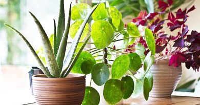For in the years since he was roundly mocked for saying he talked to plants – and that they ‘responded’ – evidence has grown that he may have been on to something. Pictured: Stock photo of houseplants on a window