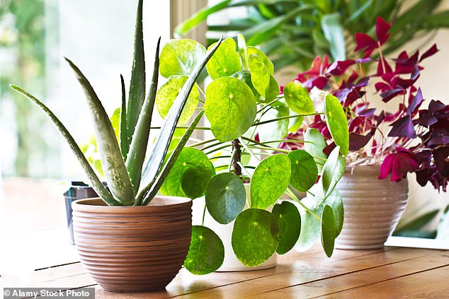 For in the years since he was roundly mocked for saying he talked to plants – and that they ‘responded’ – evidence has grown that he may have been on to something. Pictured: Stock photo of houseplants on a window